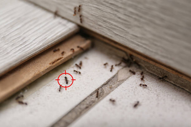 Best Pest Prevention Services  in Plattsmouth, NE